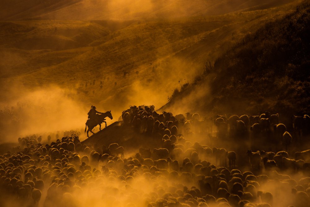 Sheep flock von Veysel Erbin