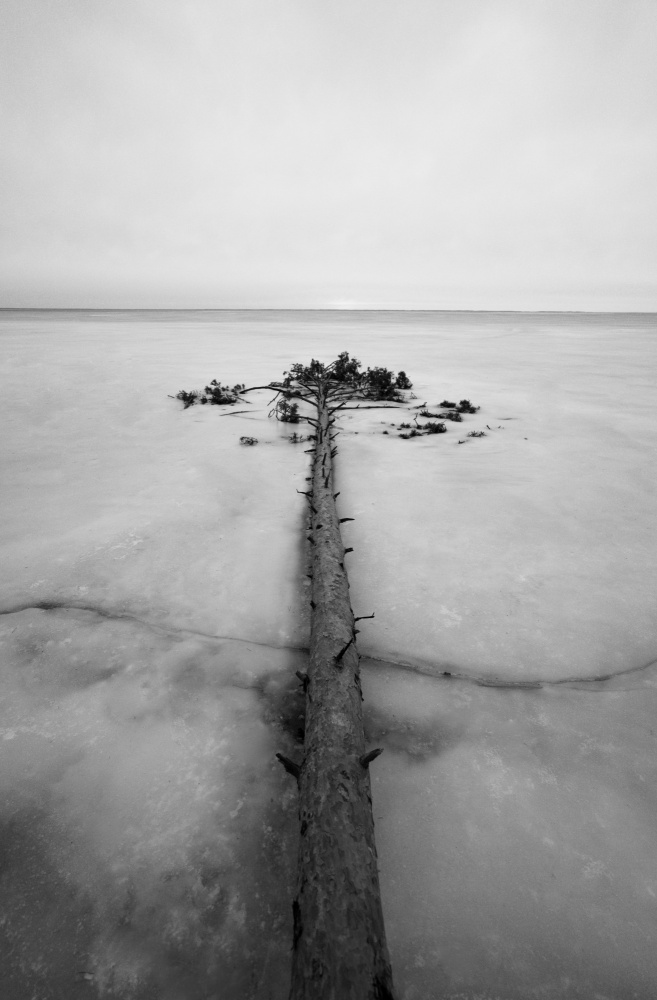 Tree in ice von Viacheslav Haidei