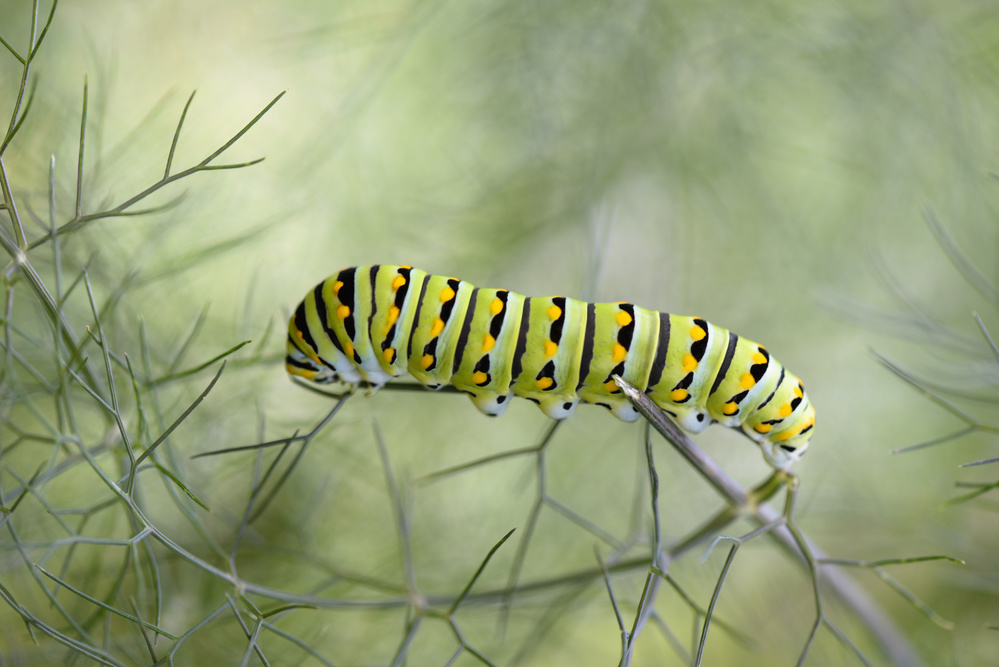 Papilio polyxenes caterpillar von Victor Mozqueda