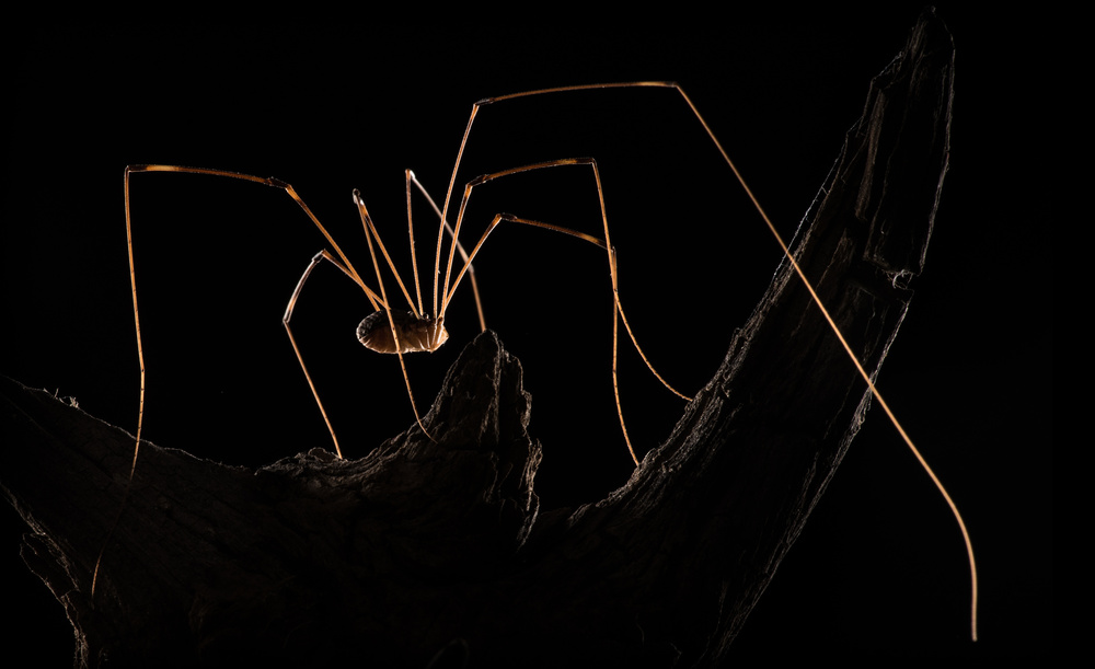 Daddy Longlegs von Victor Mozqueda