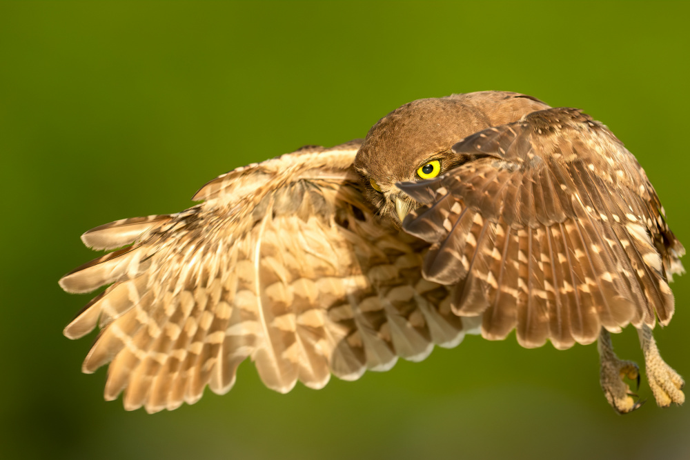 Flying Baby Burrowing OWl von Victor Wang