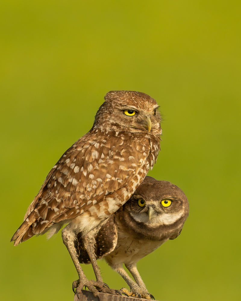 Mommy and Baby Burrowing Owls von Victor Wang