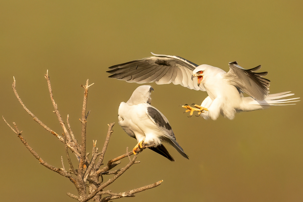 White Tailed Kites von Victor Wang