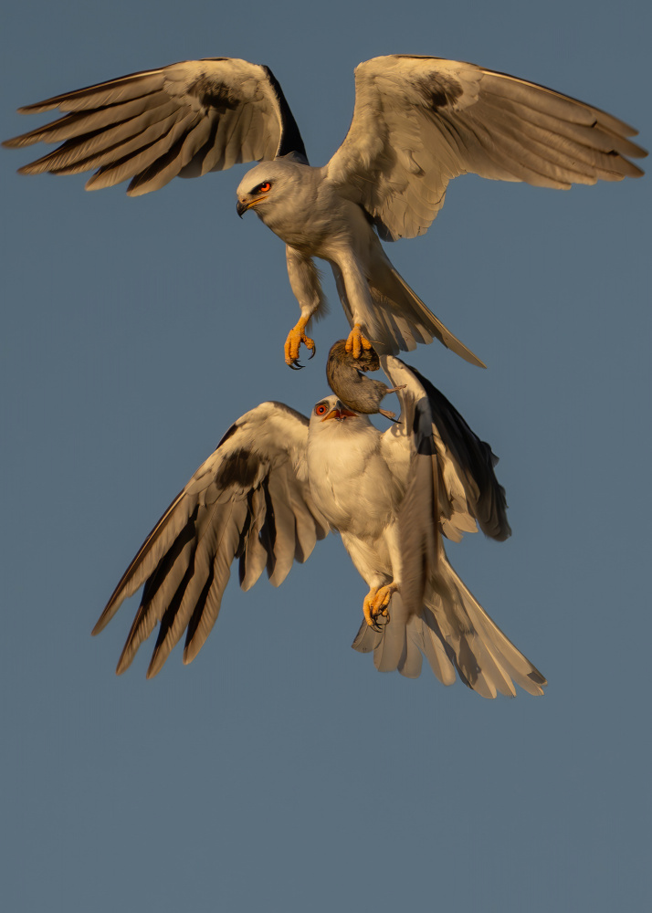 White Tailed Kite - Food Exchange von Victor Wang