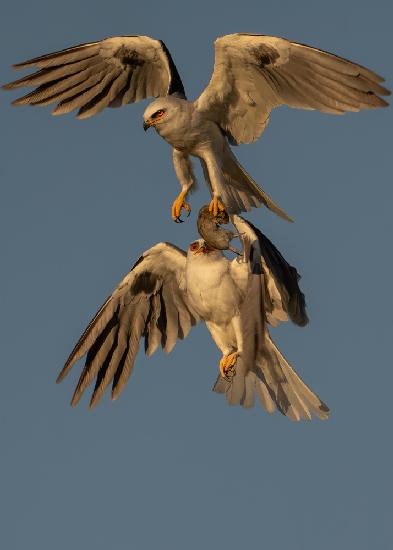 White Tailed Kite - Food Exchange