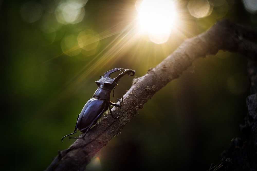 Way To The Sun von Victoria Bykanova