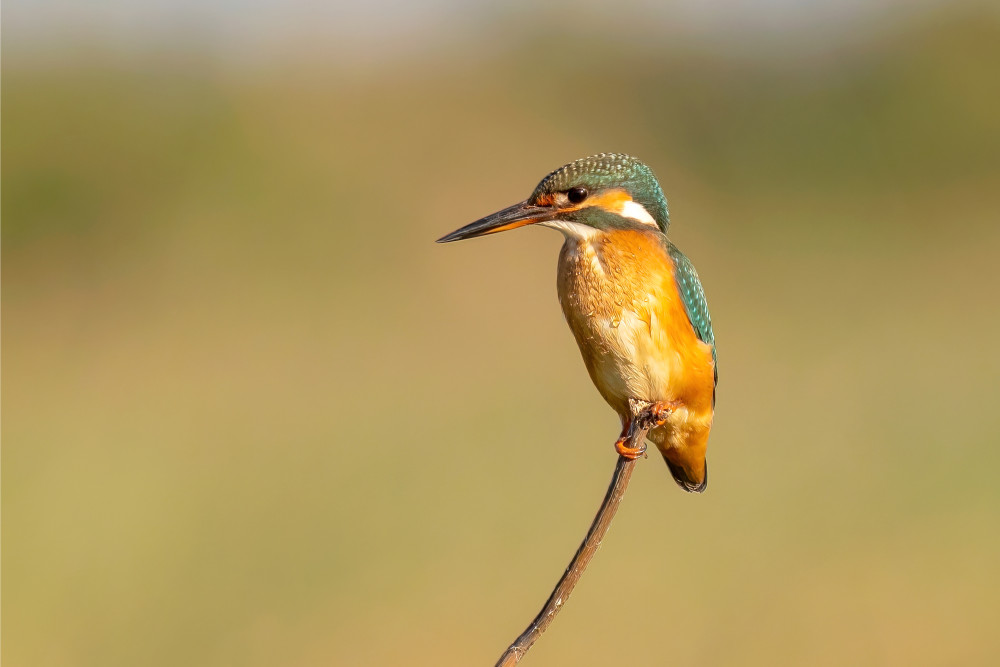 kingfisher von Vida