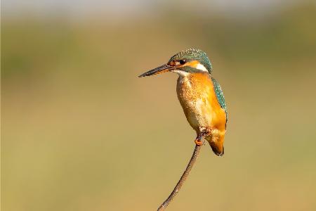 kingfisher