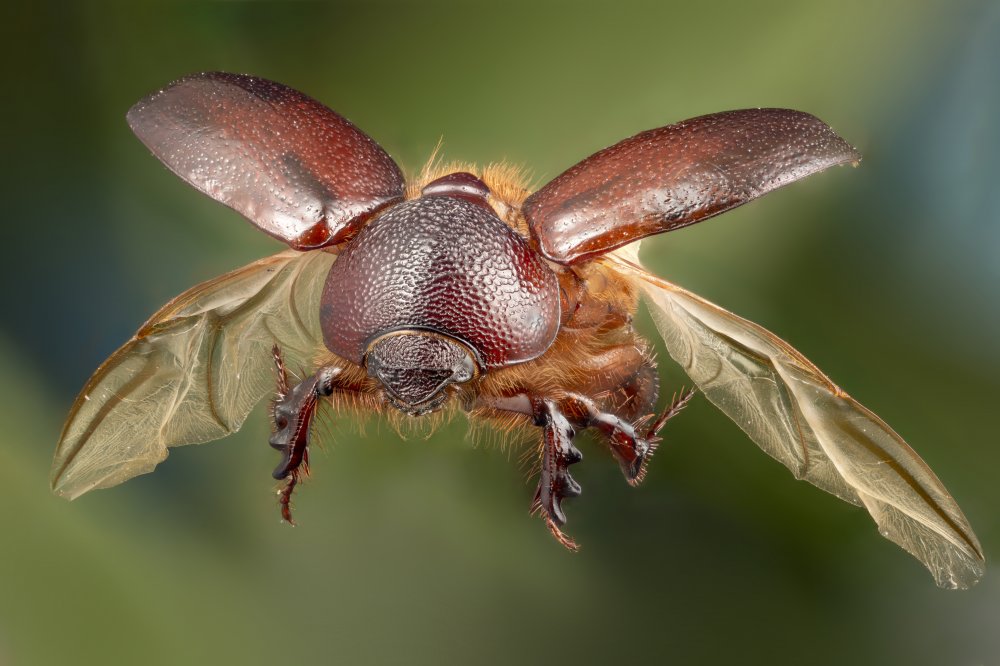 carrot beetle von Vida