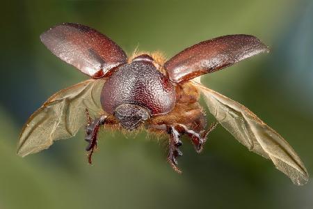 carrot beetle