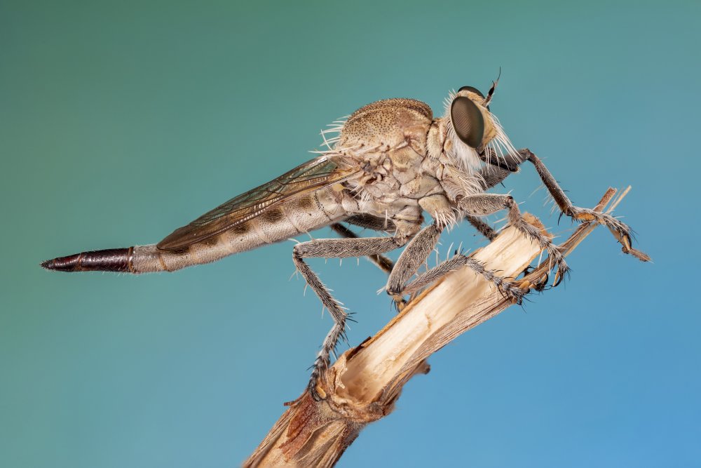 robber fly von Vida