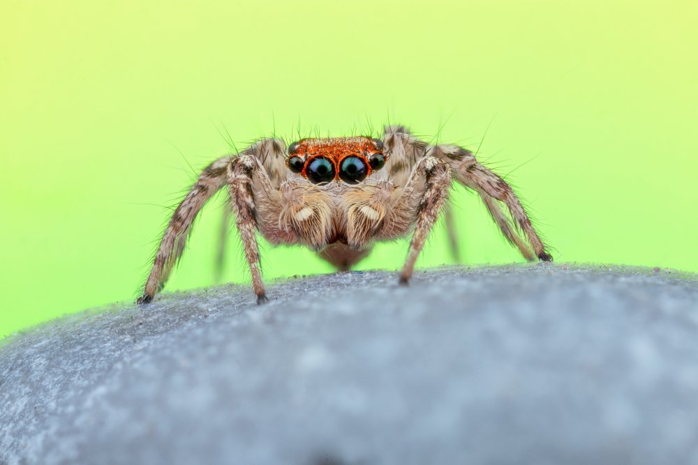 Jumping spider von Vida