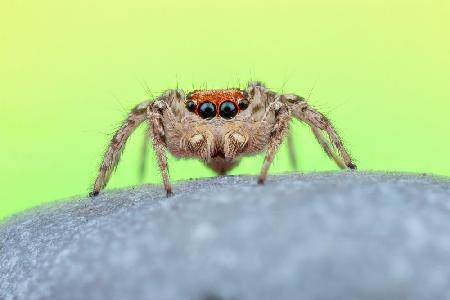 Jumping spider