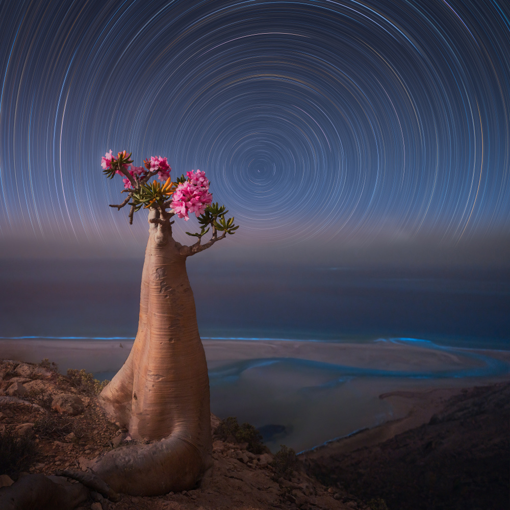 Desert Rose von Vikas Chander