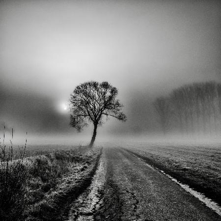 Misty Morning III