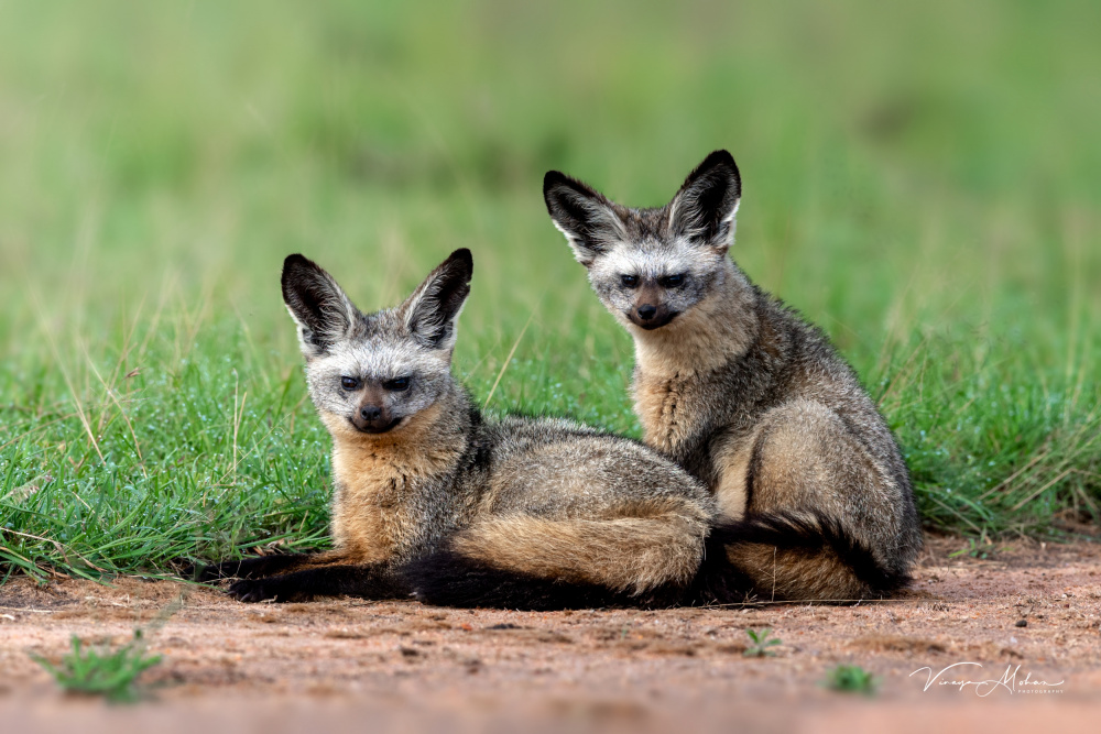 Bat Eared Fox von Vinaya Mohan