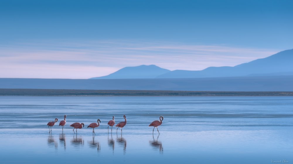 Flamingoes von Vincent Chen