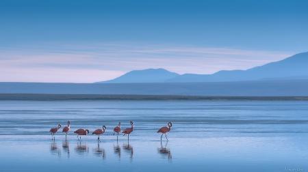 Flamingoes