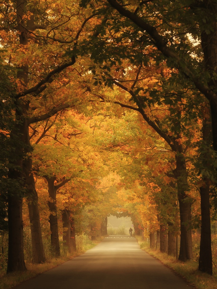 Autumn commute von Vincent Croce