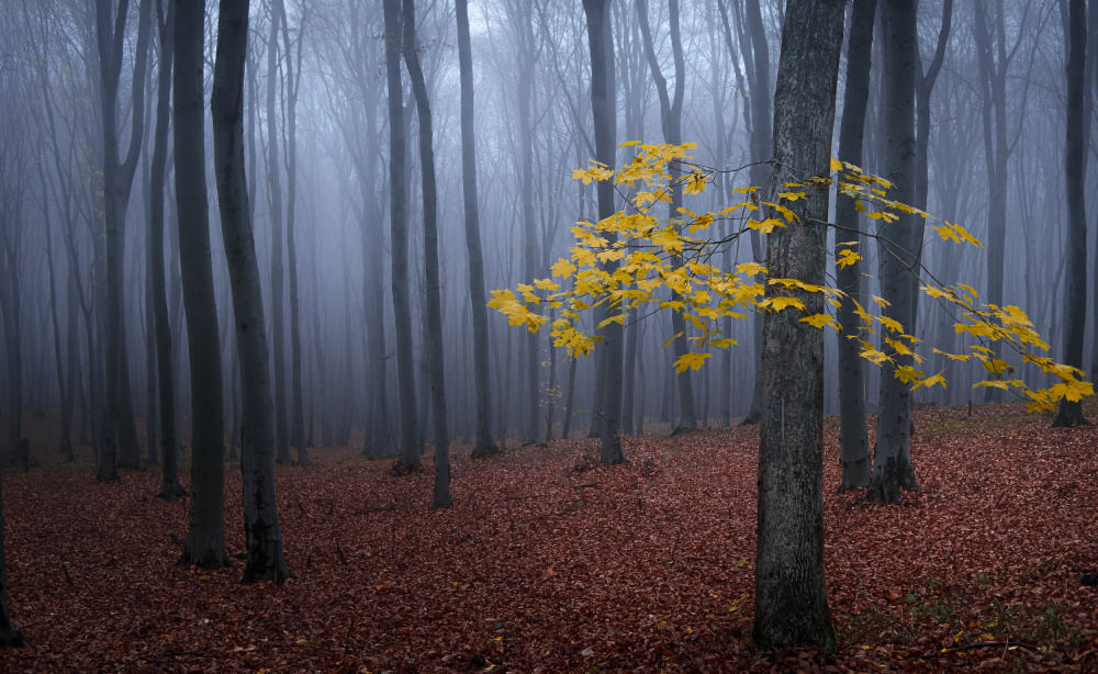 Tree with yellow leaves von Vio Oprea