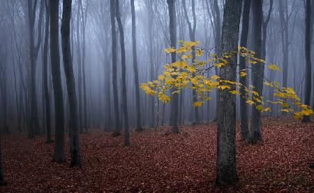 Tree with yellow leaves