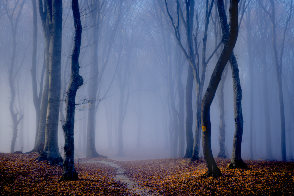 Fog in the forest von Vio Oprea