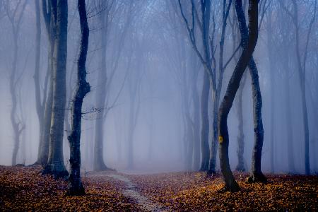 Fog in the forest