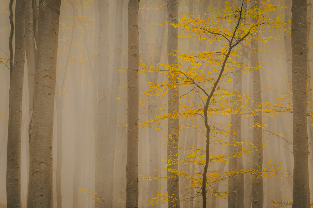 Forest in fall von Vio Oprea