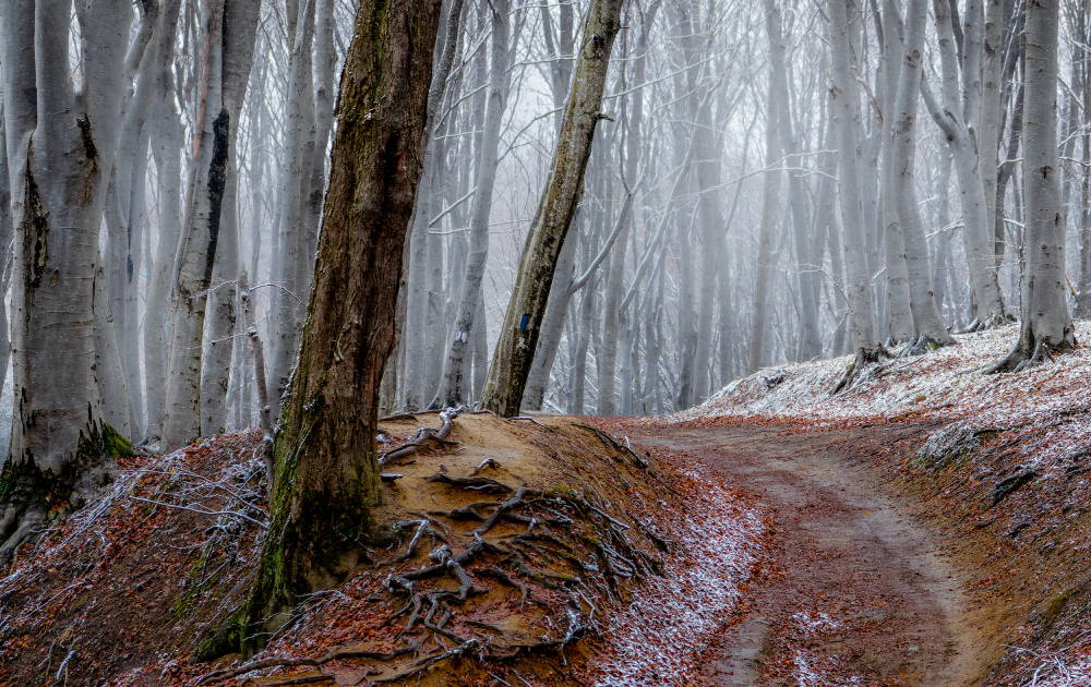 Forest between fall and winter with rusty leaves and a leading path von Vio Oprea