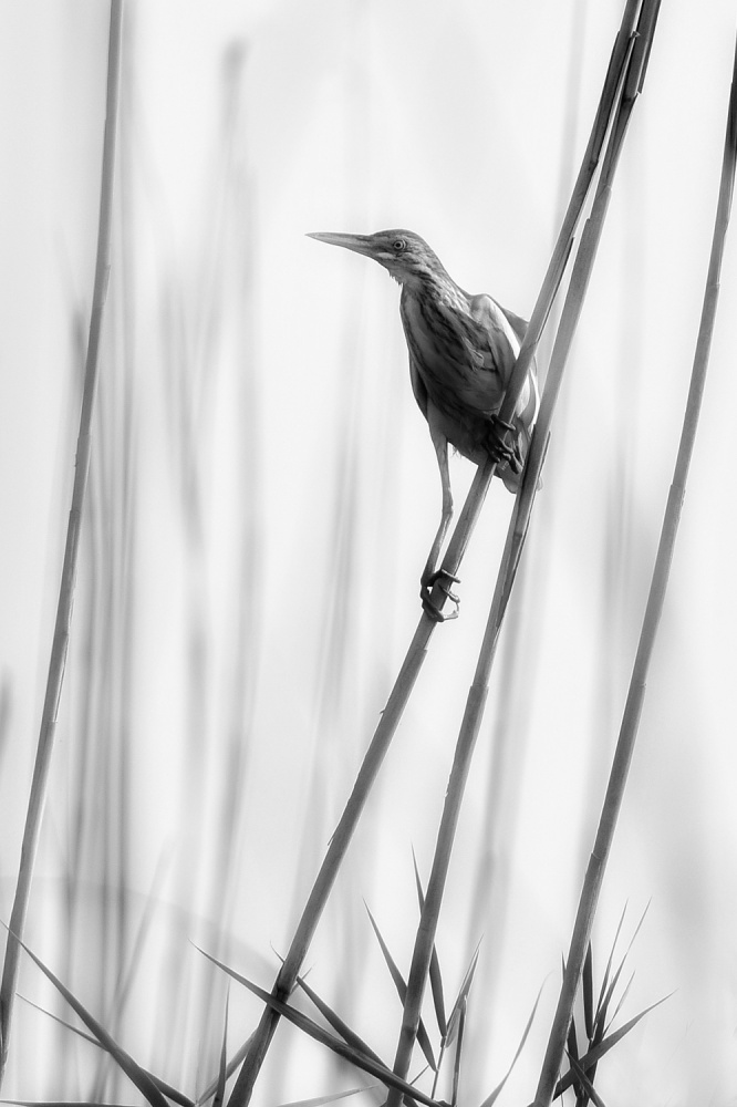 White von Violeta Milutinovic