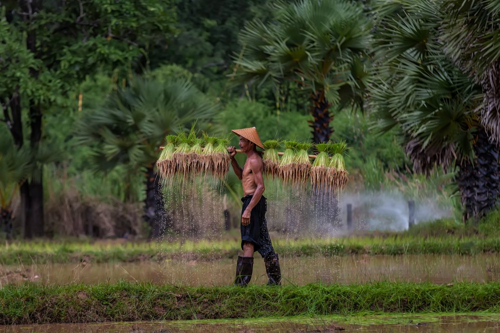 Farmer are planting rice in the rainy season von Visoot