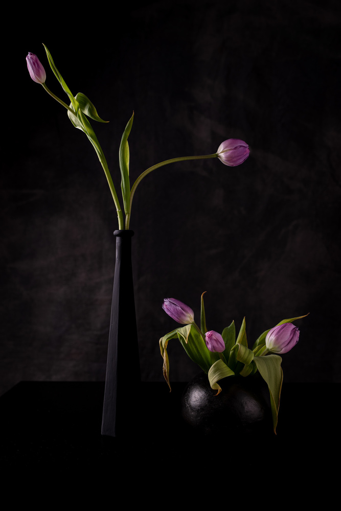 Still life with five pink tulips von Vito Guarino