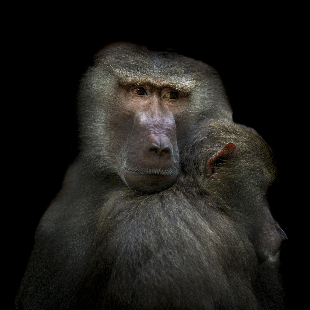 Monkeys von Vitor Martins