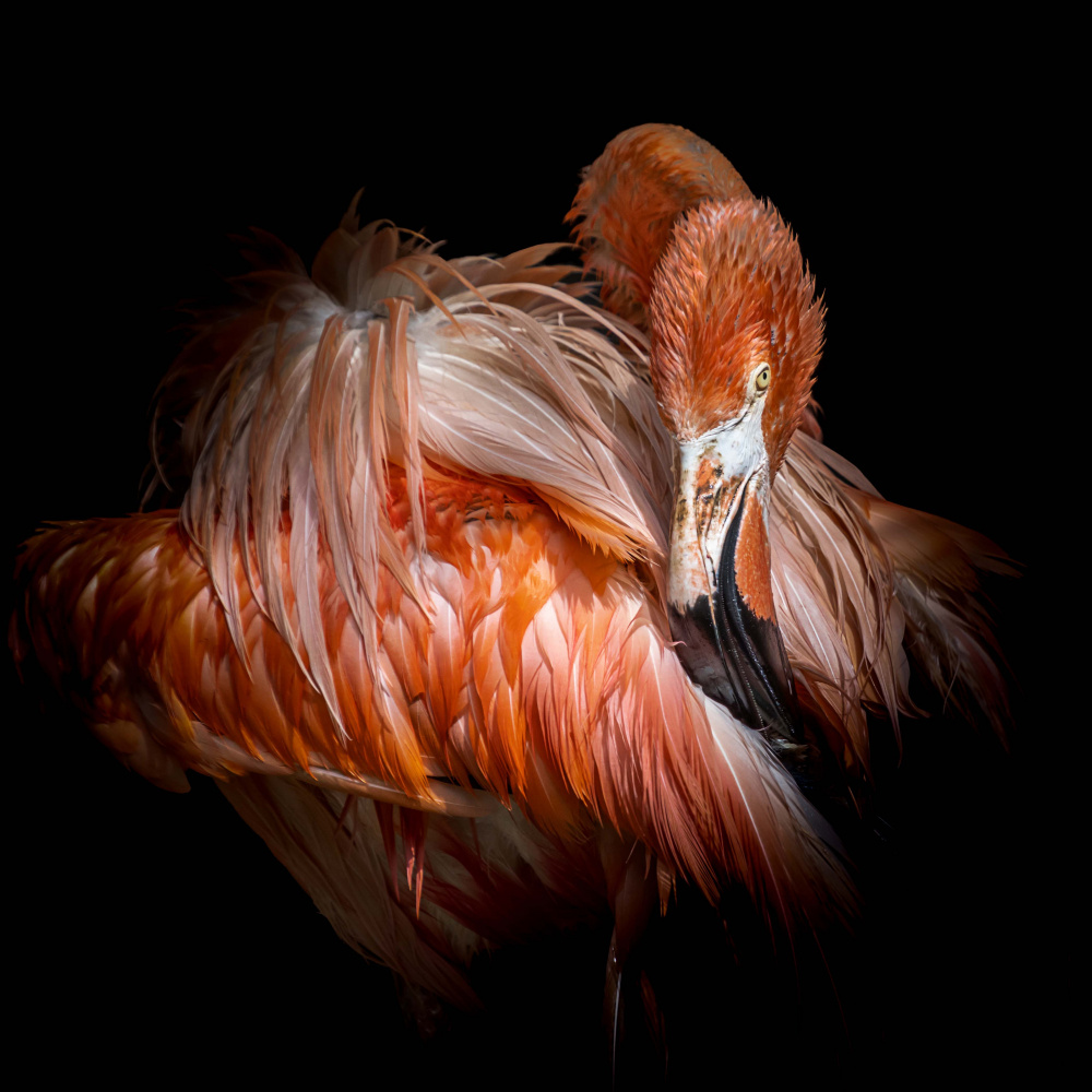 Flamingo von Vitor Martins