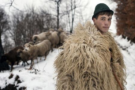 the young shepherd