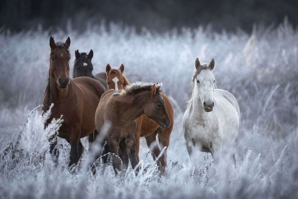 One frosty morning.. von Vlad Sokolovsky