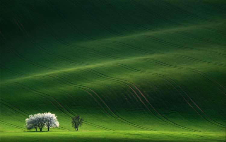 Ladies in White von Vlad Sokolovsky