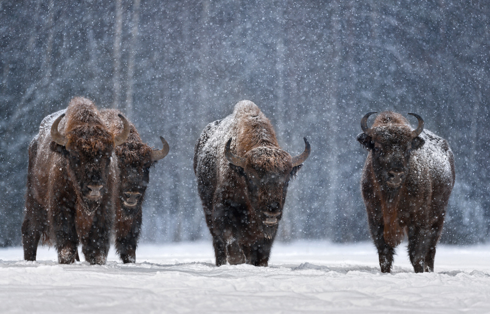 Let it snow.. von Vlad Sokolovsky