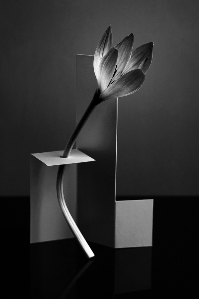 Flower in a modern setting von Vladimir Pavlovskyy