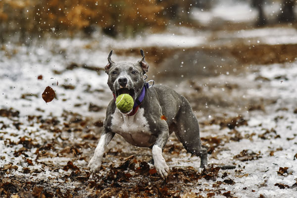 Catch the ball. von Davorin Volavšek