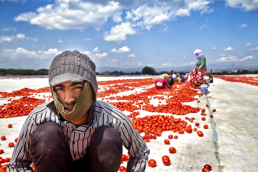 tomato worker von Volkan Tural