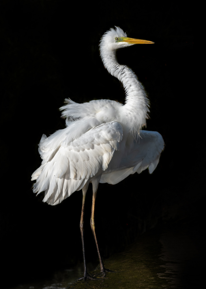 Ardea alba von Walter Caterina