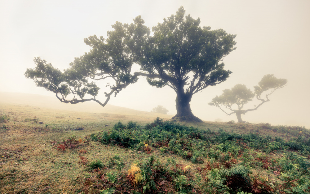 fog von Walter Lackner