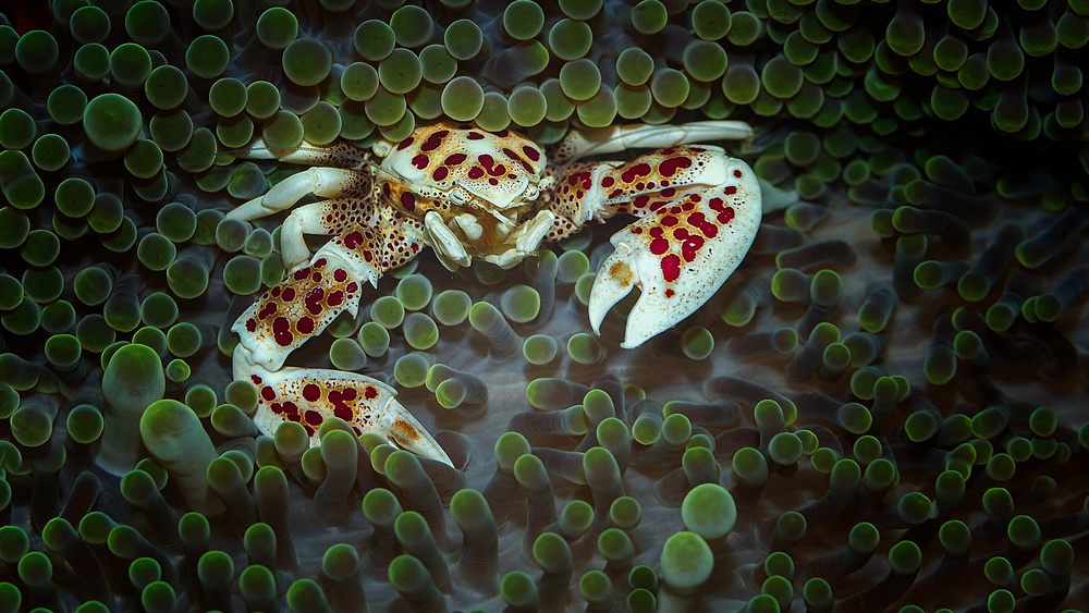 porcelain crab von Walter Lackner