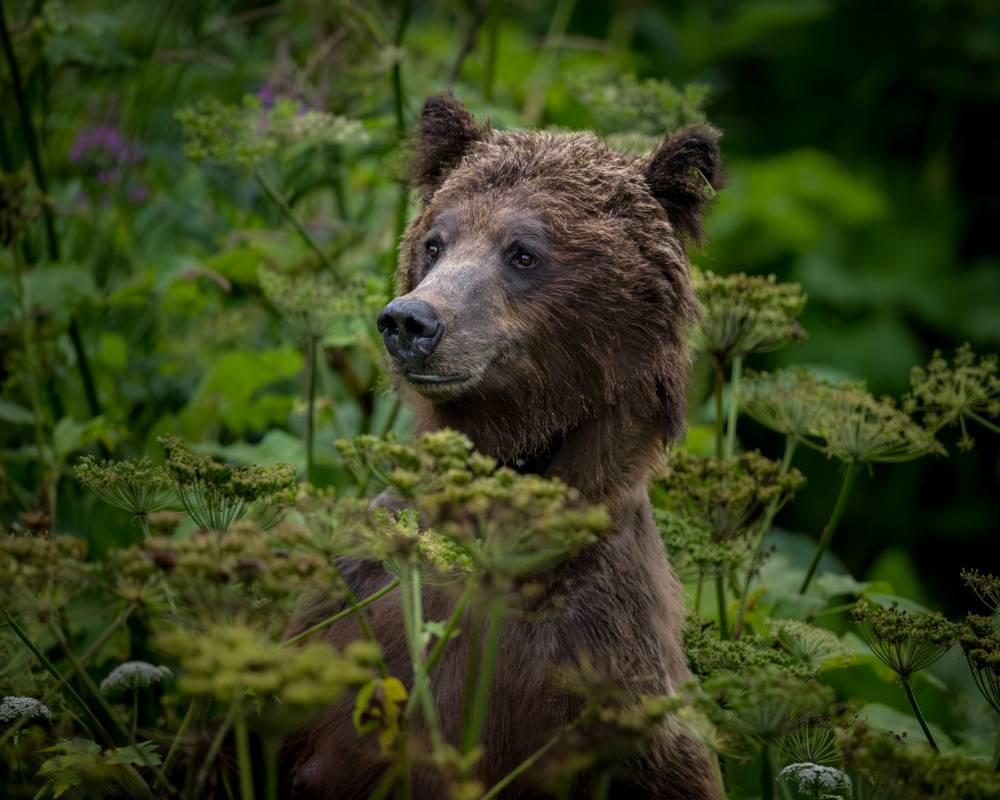 Amused by the Paparazzi von Wanghan Li