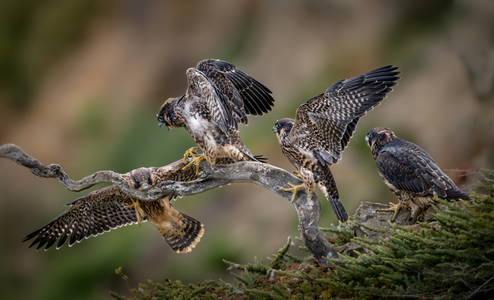 Come on!  You can make it! - 4 Juveniles of Peregrine Falcon von Wanghan Li