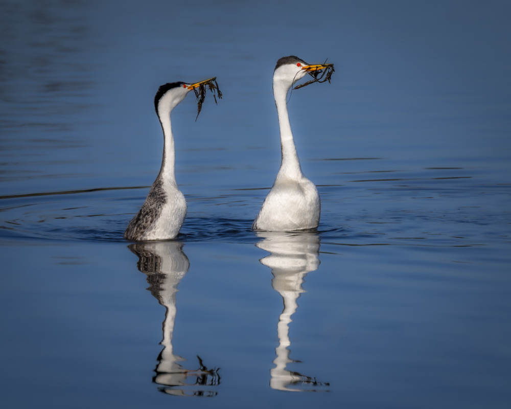 Early Morning Performing - Western Grebes Weed Celebration von Wanghan Li