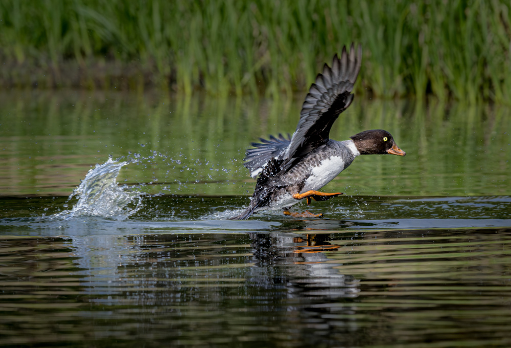 Barrows Goldeneyes - 5/27/2023 Grand Teton von Wanghan Li