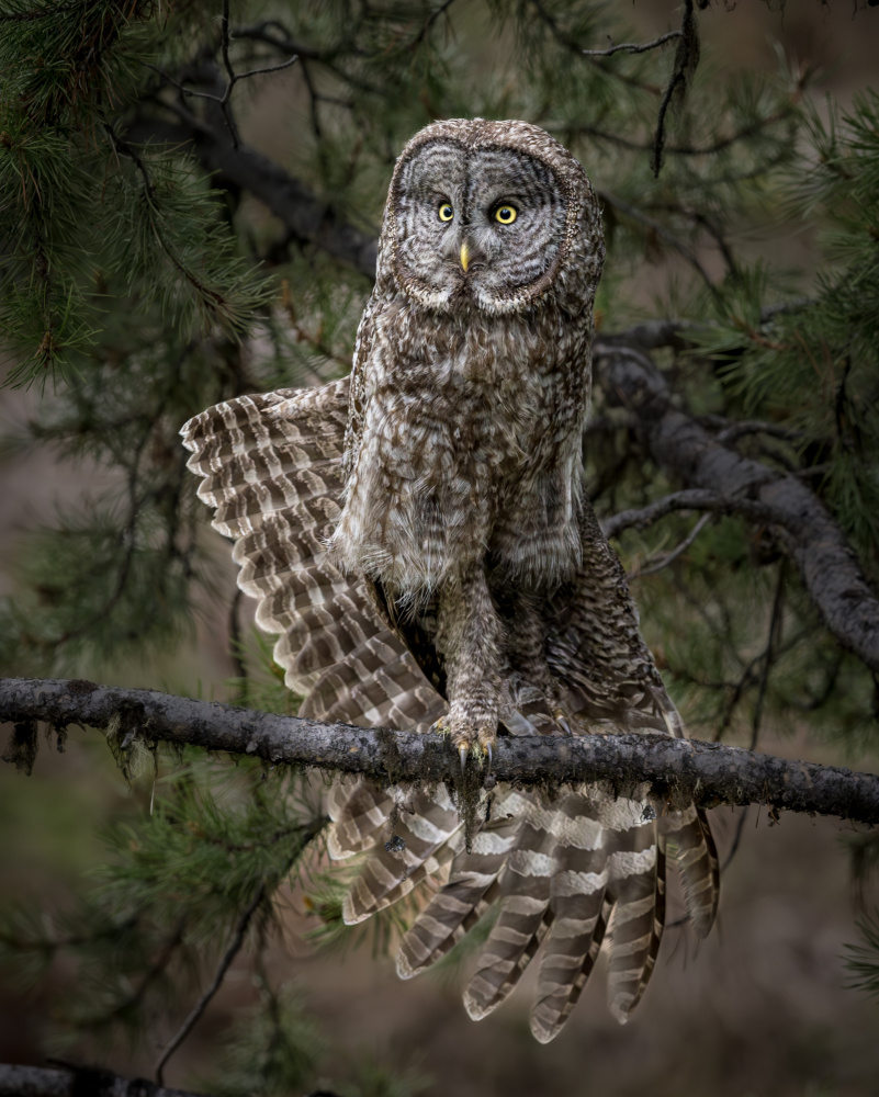 Stretching - Great Gray Owl von Wanghan Li