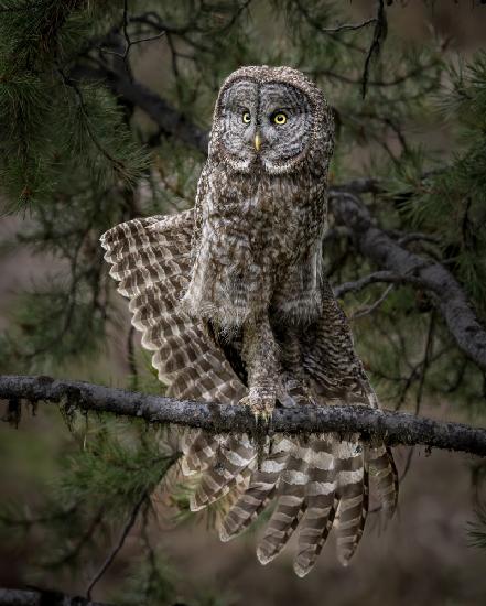 Stretching - Great Gray Owl